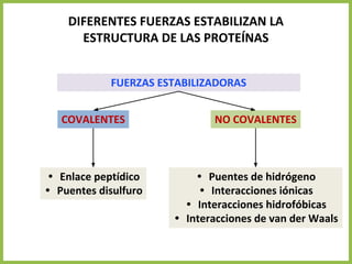 DIFERENTES FUERZAS ESTABILIZAN LA
ESTRUCTURA DE LAS PROTEÍNAS
FUERZAS ESTABILIZADORAS
NO COVALENTES
• Puentes de hidrógeno
• Interacciones iónicas
• Interacciones hidrofóbicas
• Interacciones de van der Waals
COVALENTES
• Enlace peptídico
• Puentes disulfuro
 