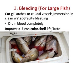 3. Bleeding (For Large Fish)
Cut gill arches or caudal vessels,Immersion in
clean water,Gravity bleeding
• Drain blood completely
Improves: Flesh color,shelf life,Taste
 