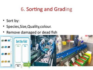 6. Sorting and Grading
• Sort by:
• Species,Size,Quality,colour.
• Remove damaged or dead fish
 