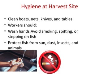 Hygiene at Harvest Site
• Clean boats, nets, knives, and tables
• Workers should:
• Wash hands,Avoid smoking, spitting, or
stepping on fish
• Protect fish from sun, dust, insects, and
animals
 