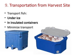 9. Transportation from Harvest Site
• Transport fish:
• Under ice
• In insulated containers
• Minimize transport time
 