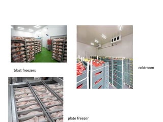 blast freezers
plate freezer
coldroom
 
