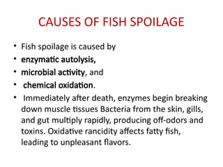 CAUSES OF FISH SPOILAGE
• Fish spoilage is caused by
• enzymatic autolysis,
• microbial activity, and
• chemical oxidation.
• Immediately after death, enzymes begin breaking
down muscle tissues Bacteria from the skin, gills,
and gut multiply rapidly, producing off-odors and
toxins. Oxidative rancidity affects fatty fish,
leading to unpleasant flavors.
 