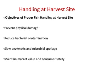 Handling at Harvest Site
•.Objectives of Proper Fish Handling at Harvest Site
•Prevent physical damage
•Reduce bacterial contamination
•Slow enzymatic and microbial spoilage
•Maintain market value and consumer safety
 