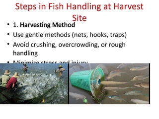 Steps in Fish Handling at Harvest
Site
• 1. Harvesting Method
• Use gentle methods (nets, hooks, traps)
• Avoid crushing, overcrowding, or rough
handling
• Minimize stress and injury
 