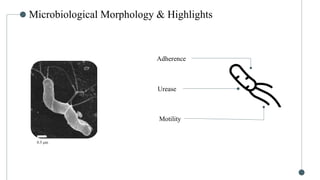 Diagnosis tests of Helicobacter pylori – PPT & pdf file | PPTX