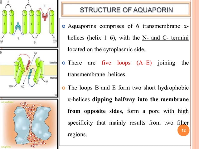 Aquaporins and their regulation in plants | PPTX