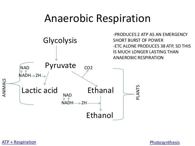 a2 synoptic essay a2 synoptic essay