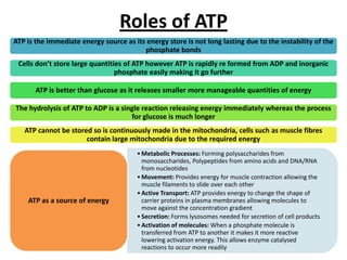 Roles of ATP
ATP is the immediate energy source as its energy store is not long lasting due to the instability of the
phosphate bonds
Cells don’t store large quantities of ATP however ATP is rapidly re formed from ADP and inorganic
phosphate easily making it go further
ATP is better than glucose as it releases smaller more manageable quantities of energy
The hydrolysis of ATP to ADP is a single reaction releasing energy immediately whereas the process
for glucose is much longer
ATP cannot be stored so is continuously made in the mitochondria, cells such as muscle fibres
contain large mitochondria due to the required energy

ATP as a source of energy

• Metabolic Processes: Forming polysaccharides from
monosaccharides, Polypeptides from amino acids and DNA/RNA
from nucleotides
• Movement: Provides energy for muscle contraction allowing the
muscle filaments to slide over each other
• Active Transport: ATP provides energy to change the shape of
carrier proteins in plasma membranes allowing molecules to
move against the concentration gradient
• Secretion: Forms lysosomes needed for secretion of cell products
• Activation of molecules: When a phosphate molecule is
transferred from ATP to another it makes it more reactive
lowering activation energy. This allows enzyme catalysed
reactions to occur more readily

 