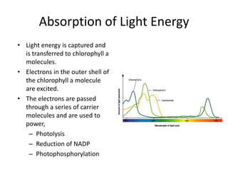 Absorption of Light Energy
• Light energy is captured and
is transferred to chlorophyll a
molecules.
• Electrons in the outer shell of
the chlorophyll a molecule
are excited.
• The electrons are passed
through a series of carrier
molecules and are used to
power,
– Photolysis
– Reduction of NADP
– Photophosphorylation

 