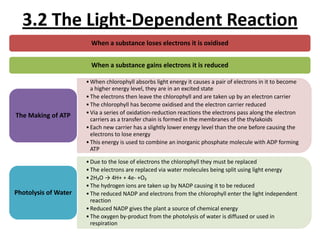 3.2 The Light-Dependent Reaction
When a substance loses electrons it is oxidised
When a substance gains electrons it is reduced

The Making of ATP

• When chlorophyll absorbs light energy it causes a pair of electrons in it to become
a higher energy level, they are in an excited state
• The electrons then leave the chlorophyll and are taken up by an electron carrier
• The chlorophyll has become oxidised and the electron carrier reduced
• Via a series of oxidation-reduction reactions the electrons pass along the electron
carriers as a transfer chain is formed in the membranes of the thylakoids
• Each new carrier has a slightly lower energy level than the one before causing the
electrons to lose energy
• This energy is used to combine an inorganic phosphate molecule with ADP forming
ATP

Photolysis of Water

• Due to the lose of electrons the chlorophyll they must be replaced
• The electrons are replaced via water molecules being split using light energy
• 2H₂O → 4H+ + 4e- +O₂
• The hydrogen ions are taken up by NADP causing it to be reduced
• The reduced NADP and electrons from the chlorophyll enter the light independent
reaction
• Reduced NADP gives the plant a source of chemical energy
• The oxygen by-product from the photolysis of water is diffused or used in
respiration

 