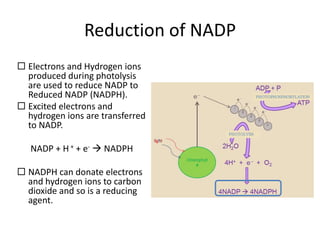 Reduction of NADP
 Electrons and Hydrogen ions
produced during photolysis
are used to reduce NADP to
Reduced NADP (NADPH).
 Excited electrons and
hydrogen ions are transferred
to NADP.
NADP + H + + e-  NADPH
 NADPH can donate electrons
and hydrogen ions to carbon
dioxide and so is a reducing
agent.

 