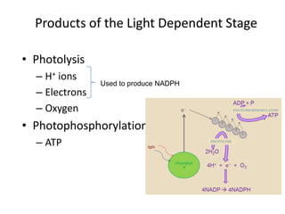 Products of the Light Dependent Stage
• Photolysis
– H+ ions
– Electrons
– Oxygen

Used to produce NADPH

• Photophosphorylation
– ATP

 