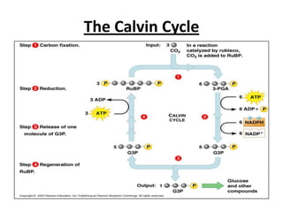 The Calvin Cycle

 