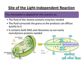 Site of the Light-Independent Reaction
The chloroplast is adapted for this reaction as:
• The fluid of the stroma contains enzymes needed
• The fluid surrounds the grana so the products can diffuse
quickly to it
• It contains both DNA and ribosomes so can easily
manufacture proteins needed

 