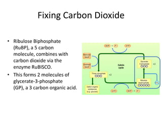 Fixing Carbon Dioxide
• Ribulose Biphosphate
(RuBP), a 5 carbon
molecule, combines with
carbon dioxide via the
enzyme RuBISCO.
• This forms 2 molecules of
glycerate-3-phosphate
(GP), a 3 carbon organic acid.

 
