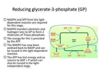 Reducing glycerate-3-phosphate (GP)
 NADPH and ATP from the lightdependent reaction are required
for this stage.
 NADPH transfers electrons and
hydrogen ions to GP to form 2
molecules of Triose phosphate.
 The energy for this is provided
by the ATP.
 The NADPH has now been
oxidised back to NADP and can
be reused in the light-dependent
reaction.
 The ATP has lost energy and so
returns to ADP + P which can
also be reused in the lightindependent stage.

 