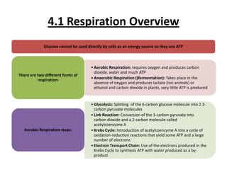 4.1 Respiration Overview
Glucose cannot be used directly by cells as an energy source so they use ATP

There are two different forms of
respiration:

• Aerobic Respiration: requires oxygen and produces carbon
dioxide, water and much ATP
• Anaerobic Respiration ((fermentation): Takes place in the
absence of oxygen and produces lactate (inn animals) or
ethanol and carbon dioxide in plants, very little ATP is produced

Aerobic Respiration steps:

• Glycolysis: Splitting of the 6 carbon glucose molecule into 2 3carbon pyruvate molecules
• Link Reaction: Conversion of the 3-carbon pyruvate into
carbon dioxide and a 2-carbon molecule called
acetylcoenzyme A
• Krebs Cycle: Introduction of acetylcoenzyme A into a cycle of
oxidation-reduction reactions that yield some ATP and a large
number of electrons
• Electron Transport Chain: Use of the electrons produced in the
Krebs Cycle to synthesis ATP with water produced as a byproduct

 