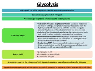 Glycolysis
Glycolysis is the initial stage in both aerobic and anaerobic respiration
Occurs in the cytoplasm of all living cells
A hexose sugar is split into 2 molecules of 3-carbon pyruvate

It has four stages:

Energy Yield:

• Activation of Glucose by phosphorylation: Glucose is made more
reactive by adding 2 phosphate molecules, these come from the
hydrolysis of 2 ATP molecules to ADP. This provides energy to
activate the glucose as the activation energy has been lowered
• Splitting of the Phosphorylated glucose: Each glucose molecule is
split into 2 3-carbon molecules known as triose phosphate
• Oxidation of Triose Phosphate: Hydrogen is removed from each
triose phosphate molecule and transferred to a hydrogen-carrier
molecule (NAD) to form reduced NAD
• Production of ATP: Enzyme controlled reactions convert each
triose phosphate into another 3-carbon molecule called pyruvate,
2 molecules of ATP are regenerated from ADP
• 2 molecules of ATP
• 2 molecules of reduced NAD
• 2 Molecules pyruvate

As glycolysis occurs in the cytoplasm of cells it doesn’t require an organelle or membrane for it to occur
It doesn’t require oxygen and without oxygen pyruvate is converted to lactate or ethanol by anaerobic respiration

 