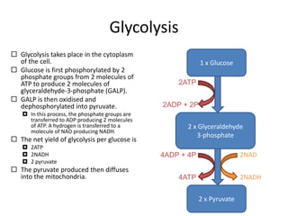 Glycolysis
 Glycolysis takes place in the cytoplasm
of the cell.
 Glucose is first phosphorylated by 2
phosphate groups from 2 molecules of
ATP to produce 2 molecules of
glyceraldehyde-3-phosphate (GALP).
 GALP is then oxidised and
dephosphorylated into pyruvate.
 In this process, the phosphate groups are
transferred to ADP producing 2 molecules
of ATP. A hydrogen is transferred to a
molecule of NAD producing NADH.

 The net yield of glycolysis per glucose is
 2ATP
 2NADH
 2 pyruvate

 The pyruvate produced then diffuses
into the mitochondria.

1 x Glucose
2ATP
2ADP + 2P
2 x Glyceraldehyde
3-phosphate
2NAD

4ADP + 4P

2NADH

4ATP
2 x Pyruvate

 