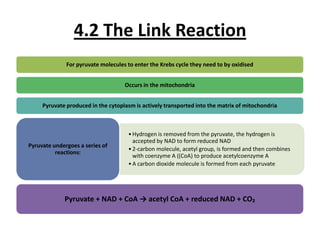 4.2 The Link Reaction
For pyruvate molecules to enter the Krebs cycle they need to by oxidised
Occurs in the mitochondria
Pyruvate produced in the cytoplasm is actively transported into the matrix of mitochondria

Pyruvate undergoes a series of
reactions:

• Hydrogen is removed from the pyruvate, the hydrogen is
accepted by NAD to form reduced NAD
• 2-carbon molecule, acetyl group, is formed and then combines
with coenzyme A ((CoA) to produce acetylcoenzyme A
• A carbon dioxide molecule is formed from each pyruvate

Pyruvate + NAD + CoA → acetyl CoA + reduced NAD + CO₂

 