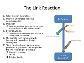 The Link Reaction
 Takes place in the matrix.
 Pyruvate undergoes oxidative
decarboxylation.
 Oxidation

2 x Pyruvate

NAD

 Electrons and hydrogen from the pyruvate
are transferred to NAD producing NADH.

 Decarboxylation
 Carbon dioxide is removed which converts
the pyruvate into acetate.

 The acetate then combines with
CoenzymeA to produce Acetyl
CoenzymeA.
 Since 2 molecules of pyruvate were
produced in glycolysis, the net yield of
the link reaction per glucose is
 2 Acetyl CoenzymeA
 2NADH
 2 Carbon dioxide

NADH
Carbon dioxide
CoenzymeA

Acetyl
CoenzymeA

 