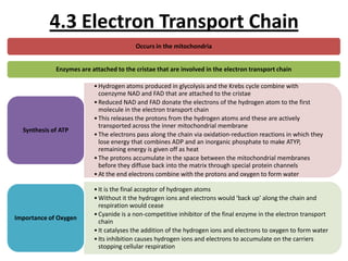 4.3 Electron Transport Chain
Occurs in the mitochondria
Enzymes are attached to the cristae that are involved in the electron transport chain

Synthesis of ATP

Importance of Oxygen

• Hydrogen atoms produced in glycolysis and the Krebs cycle combine with
coenzyme NAD and FAD that are attached to the cristae
• Reduced NAD and FAD donate the electrons of the hydrogen atom to the first
molecule in the electron transport chain
• This releases the protons from the hydrogen atoms and these are actively
transported across the inner mitochondrial membrane
• The electrons pass along the chain via oxidation-reduction reactions in which they
lose energy that combines ADP and an inorganic phosphate to make ATYP,
remaining energy is given off as heat
• The protons accumulate in the space between the mitochondrial membranes
before they diffuse back into the matrix through special protein channels
• At the end electrons combine with the protons and oxygen to form water
• It is the final acceptor of hydrogen atoms
• Without it the hydrogen ions and electrons would ‘back up’ along the chain and
respiration would cease
• Cyanide is a non-competitive inhibitor of the final enzyme in the electron transport
chain
• It catalyses the addition of the hydrogen ions and electrons to oxygen to form water
• Its inhibition causes hydrogen ions and electrons to accumulate on the carriers
stopping cellular respiration

 