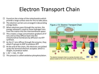 Electron Transport Chain
 Found on the cristae of the mitochondria which
provide a large surface area for this to take place.
 The electron carriers are arranged in descending
energy levels.
 When electrons pass through the carriers, the
energy released is used to move hydrogen ions
from the matrix into the intermembrane space.
 This creates a large concentration gradient of H+
ions and so they diffuse back into the
mitochondrial membrane by diffusion via ATP
synthase.
 As the H+ ions diffuse through the enzyme, they
attach P groups to ADP to produce ATP.
 At the end of the chain, the electrons are picked
up by the terminal electron acceptor, which is
oxygen, to produce water.
- + 2H + + ½O  H O
2e
2
2
 This process is called oxidative phosphorylation.

 