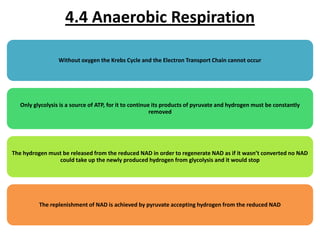 4.4 Anaerobic Respiration
Without oxygen the Krebs Cycle and the Electron Transport Chain cannot occur

Only glycolysis is a source of ATP, for it to continue its products of pyruvate and hydrogen must be constantly
removed

The hydrogen must be released from the reduced NAD in order to regenerate NAD as if it wasn’t converted no NAD
could take up the newly produced hydrogen from glycolysis and it would stop

The replenishment of NAD is achieved by pyruvate accepting hydrogen from the reduced NAD

 