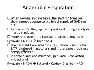 Anaerobic Respiration
When oxygen isn’t available, the electron transport
chain cannot operate so the initial supply of NAD run
out.
To regenerate this, pyruvate produced during glycolysis
must be reduced.
Pyruvate is converted into lactic acid in animal cells.
Pyruvate + NADH  Lactic Acid
The net yield from anaerobic respiration is simply the
2ATP produced in glycolysis and is therefore much less
energy efficient.
In some plants and microbes, pyruvate is converted
into ethanol.
Pyruvate + NADH  Ethanol + Carbon Dioxide + NAD

 