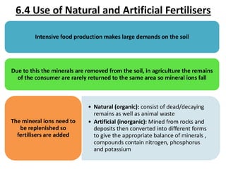 6.4 Use of Natural and Artificial Fertilisers
Intensive food production makes large demands on the soil

Due to this the minerals are removed from the soil, in agriculture the remains
of the consumer are rarely returned to the same area so mineral ions fall

The mineral ions need to
be replenished so
fertilisers are added

• Natural (organic): consist of dead/decaying
remains as well as animal waste
• Artificial (inorganic): Mined from rocks and
deposits then converted into different forms
to give the appropriate balance of minerals ,
compounds contain nitrogen, phosphorus
and potassium

 