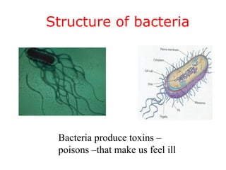 Structure of bacteria




 Bacteria produce toxins –
 poisons –that make us feel ill
 