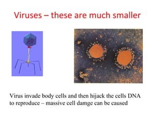 Viruses – these are much smaller




Virus invade body cells and then hijack the cells DNA
to reproduce – massive cell damge can be caused
 
