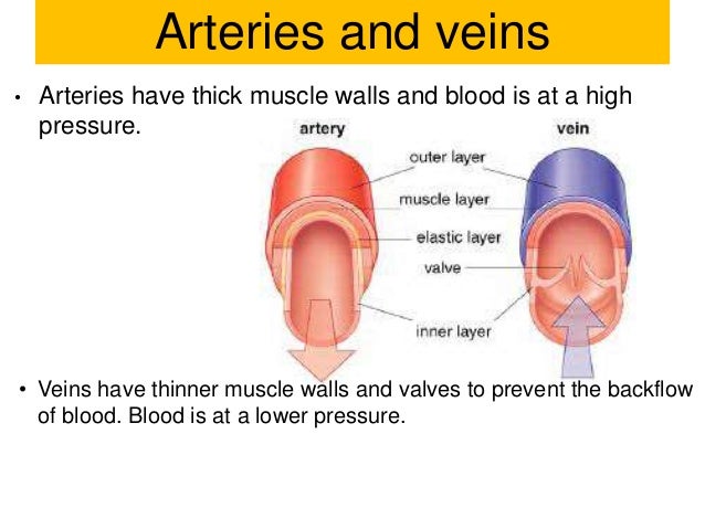 Aqa heart lungs blood