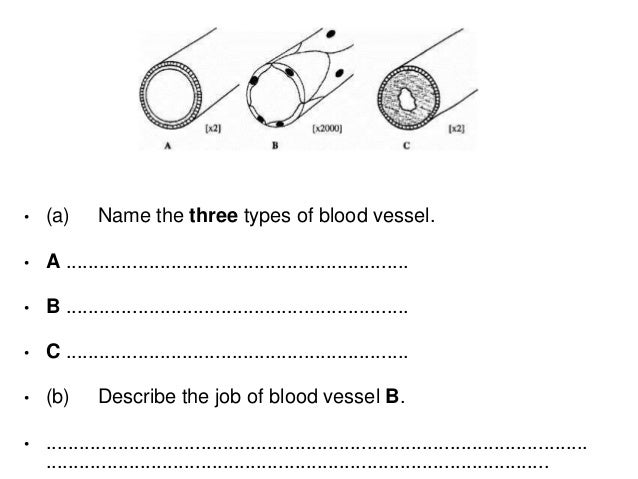 Aqa Heart Lungs Blood
