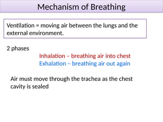AQA Human gas exchange A-level Biology Chapter 3 | PPTX