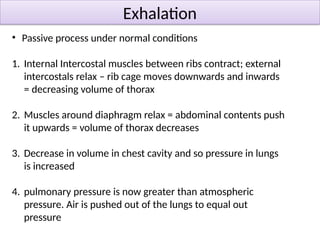 AQA Human gas exchange A-level Biology Chapter 3 | PPTX