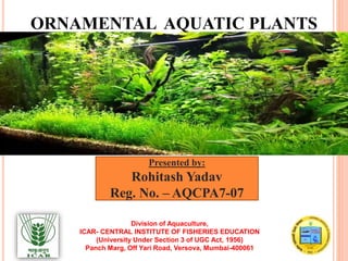 Presented by:
Rohitash Yadav
Reg. No. – AQCPA7-07
ORNAMENTAL AQUATIC PLANTS
Division of Aquaculture,
ICAR- CENTRAL INSTITUTE OF FISHERIES EDUCATION
(University Under Section 3 of UGC Act, 1956)
Panch Marg, Off Yari Road, Versova, Mumbai-400061
 