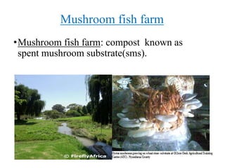 Mushroom fish farm
•Mushroom fish farm: compost known as
spent mushroom substrate(sms).
 