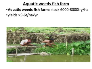 Aquatic weeds fish farm
•Aquatic weeds fish farm: stock 6000-8000fry/ha
•yields >5-6t/ha/yr
 