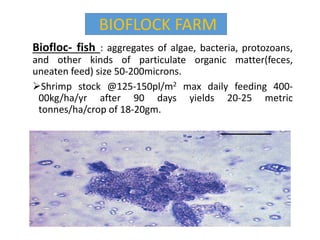Biofloc- fish : aggregates of algae, bacteria, protozoans,
and other kinds of particulate organic matter(feces,
uneaten feed) size 50-200microns.
Shrimp stock @125-150pl/m2 max daily feeding 400-
00kg/ha/yr after 90 days yields 20-25 metric
tonnes/ha/crop of 18-20gm.
BIOFLOCK FARM
 