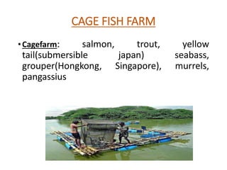 CAGE FISH FARM
•Cagefarm: salmon, trout, yellow
tail(submersible japan) seabass,
grouper(Hongkong, Singapore), murrels,
pangassius
 