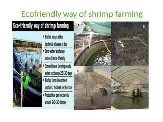 Ecofriendly way of shrimp farming
 