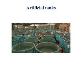 Artificial tanks
 