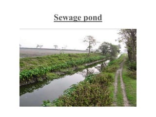 Sewage pond
 
