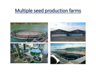 Multiple seed production farms
 