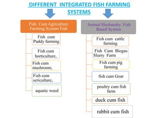Fish Cum Agriculture
Farming System Fish
Fish cum
Paddy farming
Fish cum
horticulture,
Fish cum
mushroom,
Fish cum
sericulture,
aquatic weed
Animal Husbandry Fish
Based System
Fish cum cattle
farming
Fish Cum Biogas
Slurry Farm
Fish cum pig
farming
fish cum Goat
poultry cum fish
farm
duck cum fish
rabbit cum fish
DIFFERENT INTEGRATED FISH FARMING
SYSTEMS
 