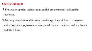 Species Cultured:
 Freshwater species such as trout, catfish are commonly cultured in
raceways.
Raceways are also used for some marine species which need a constant
water flow, such as juvenile salmon, brackish water sea bass and sea bream
and Shell fishes.
 