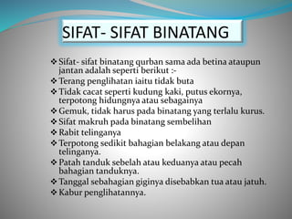 SIFAT- SIFAT BINATANG
Sifat- sifat binatang qurban sama ada betina ataupun
jantan adalah seperti berikut :-
Terang penglihatan iaitu tidak buta
Tidak cacat seperti kudung kaki, putus ekornya,
terpotong hidungnya atau sebagainya
Gemuk, tidak harus pada binatang yang terlalu kurus.
Sifat makruh pada binatang sembelihan
Rabit telinganya
Terpotong sedikit bahagian belakang atau depan
telinganya.
Patah tanduk sebelah atau keduanya atau pecah
bahagian tanduknya.
Tanggal sebahagian giginya disebabkan tua atau jatuh.
Kabur penglihatannya.
 