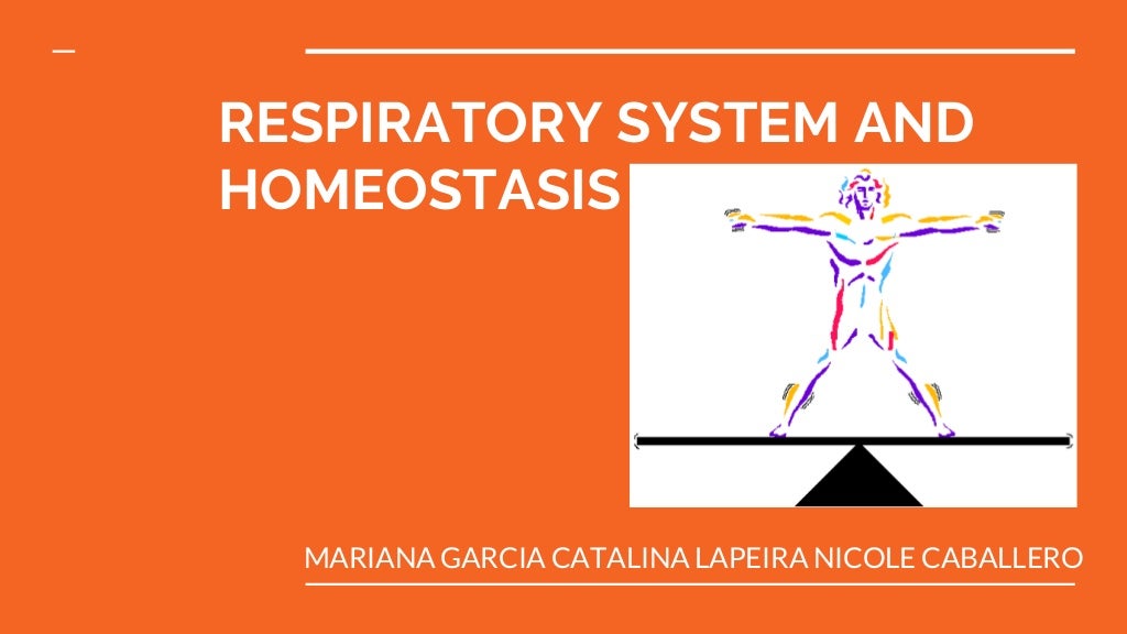 How Does Respiratory System Maintain Homeostasis vrogue.co